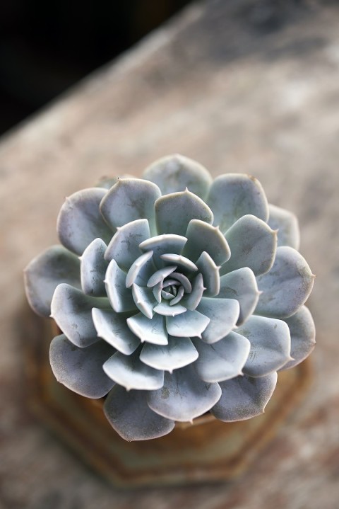 Succulent
