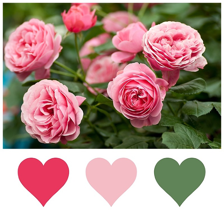 PinkFlowerPalette