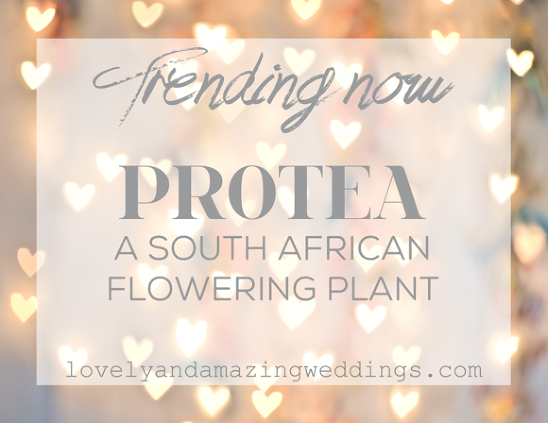 Trending-Protea
