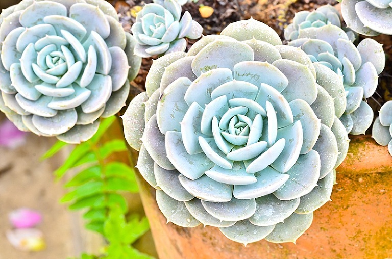 Succulent