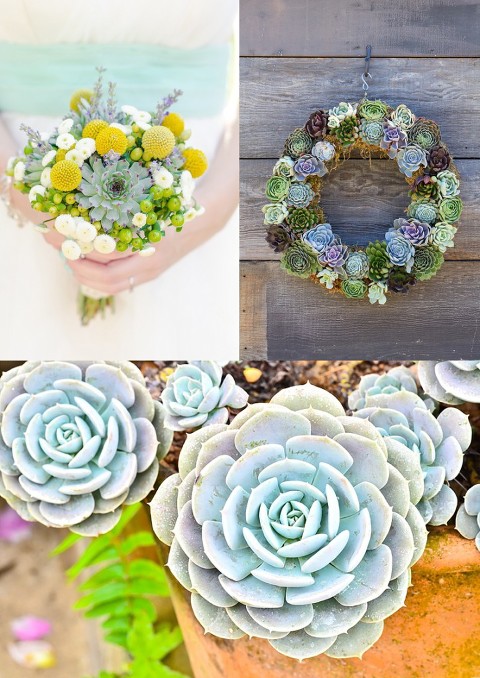 succulents